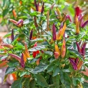 Eureka cüce acı biber tohumu capsicum