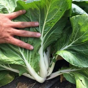 Pak choi tohumu beyaz mini pak çoy minyatür boy
