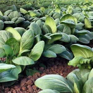 Pak choi tohumu beyaz mini pak çoy minyatür boy