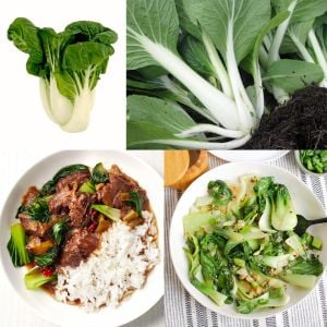 Pak choi tohumu beyaz mini pak çoy minyatür boy