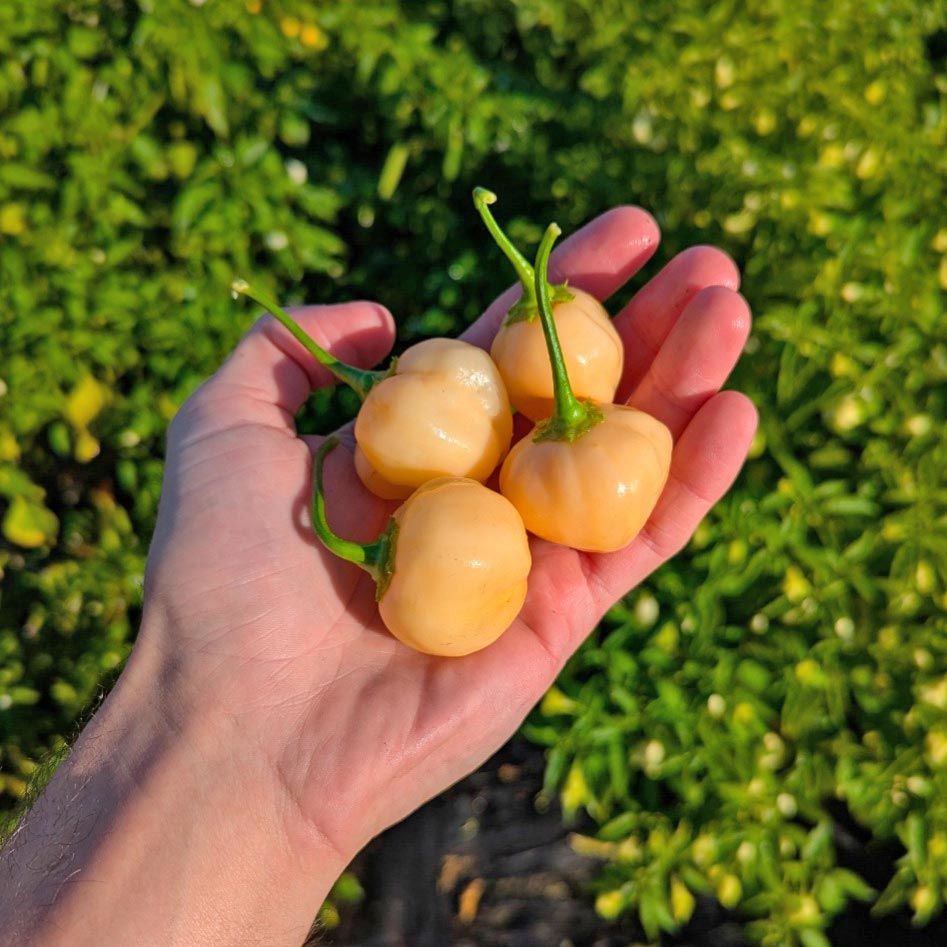 Peach a Dew acı biber tohumu capsicum
