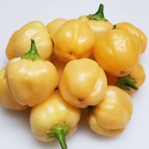 Peach a Dew acı biber tohumu capsicum