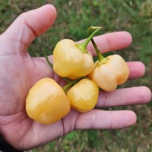 Peach a Dew acı biber tohumu capsicum