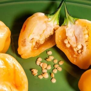 Peach a Dew acı biber tohumu capsicum