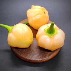 Peach a Dew acı biber tohumu capsicum