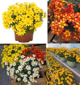 Kırmızı fener bidens fidesi taka tuka red glow