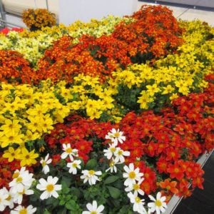 Kırmızı fener bidens fidesi taka tuka red glow