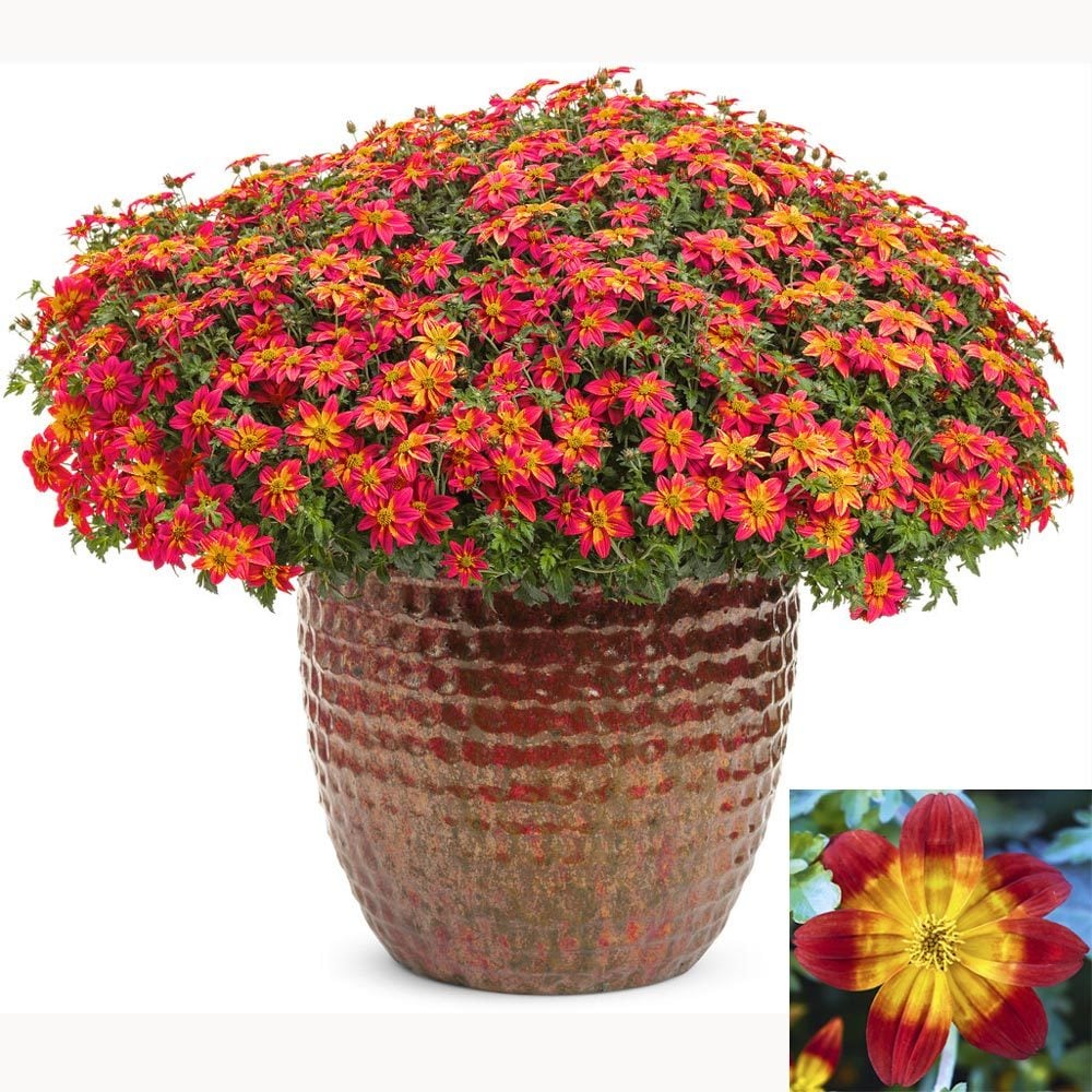Kırmızı fener bidens fidesi taka tuka red glow