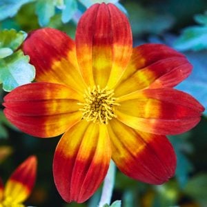 Kırmızı fener bidens fidesi taka tuka red glow