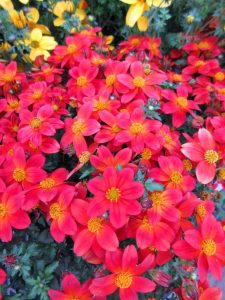 Kırmızı fener bidens fidesi taka tuka red glow