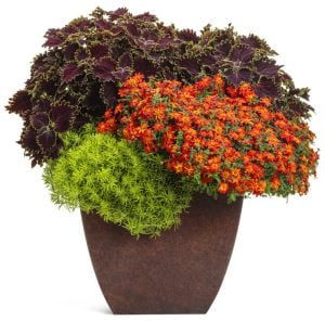 Kırmızı fener bidens fidesi taka tuka red glow