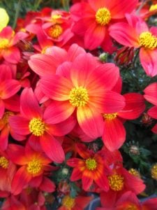 Kırmızı fener bidens fidesi taka tuka red glow