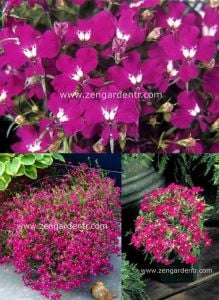 Kırmızı lobelya tohumu lobelia riviera rose