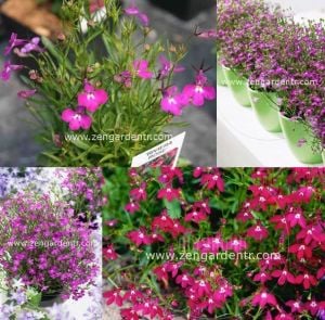Kırmızı lobelya tohumu lobelia riviera rose