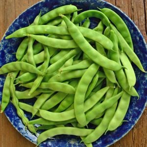 Ayşe Kadın Atalık fasulye tohumu sırık tip