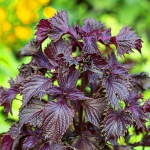 Kırmızı biftek otu tohumu red perilla seeds