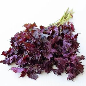 Kırmızı biftek otu tohumu red perilla seeds