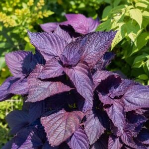 Kırmızı biftek otu tohumu red perilla seeds