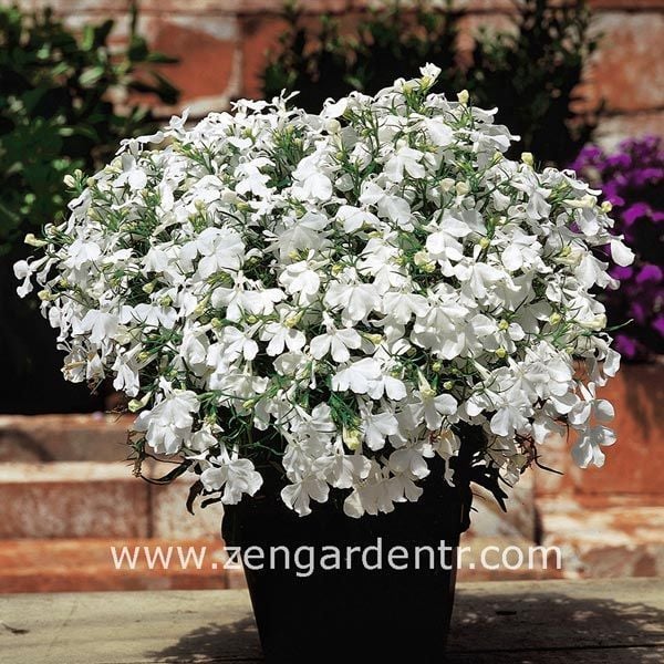 Beyaz lobelya tohumu lobelia white lady