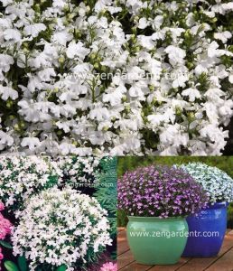 Beyaz lobelya tohumu lobelia white lady