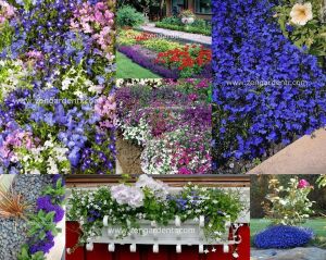 Beyaz lobelya tohumu lobelia white lady