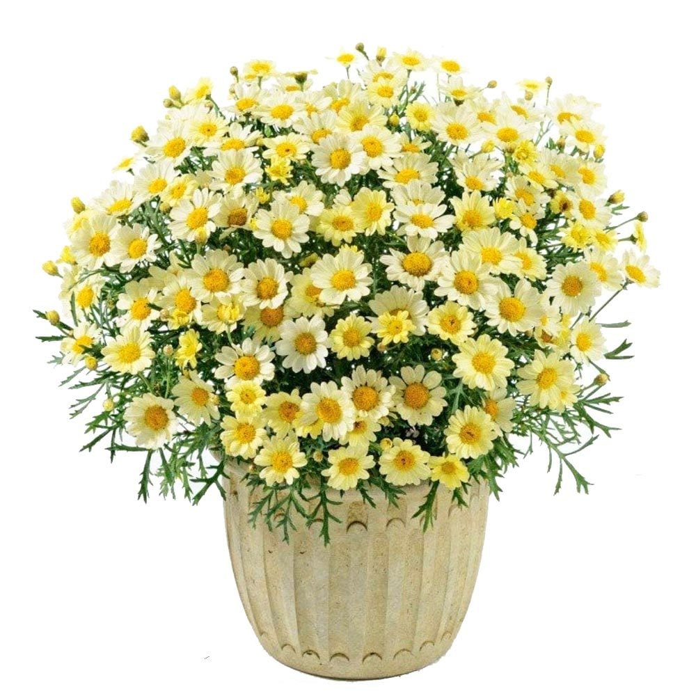 Limon çeşme papatyası fidesi Aramis Lemon