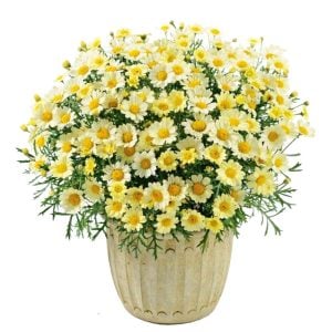 Limon çeşme papatyası fidesi Aramis Lemon