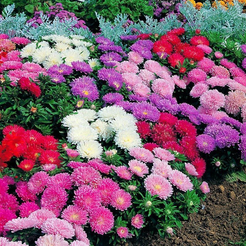 Aster çiçeği fidesi color carpet karışımı