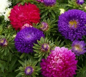 Aster çiçeği fidesi color carpet karışımı