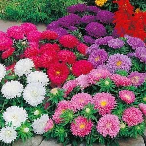 Aster çiçeği fidesi color carpet karışımı