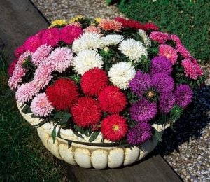 Aster çiçeği fidesi color carpet karışımı