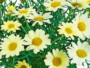 Limon çeşme papatyası fidesi Aramis Lemon