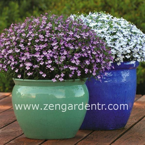 Leylak lobelya tohumu lobelia lilac