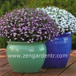 Leylak lobelya tohumu lobelia lilac