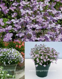 Leylak lobelya tohumu lobelia lilac