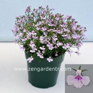 Leylak lobelya tohumu lobelia lilac