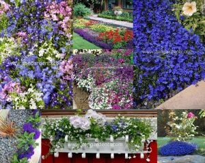 Leylak lobelya tohumu lobelia lilac