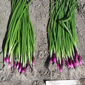 Atalık apache taze soğan tohumu demet scallion