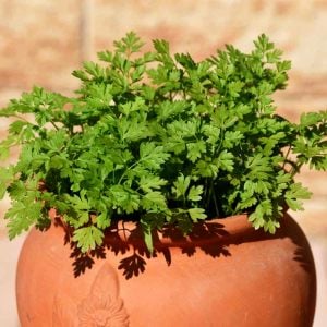 Frenk maydanozu tohumu chervil Anthriscus cerefolium