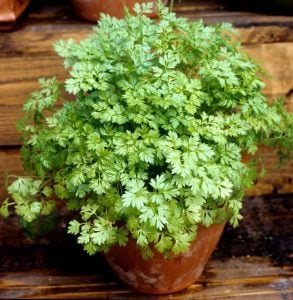 Frenk maydanozu tohumu chervil Anthriscus cerefolium