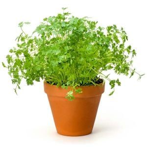 Frenk maydanozu tohumu chervil Anthriscus cerefolium