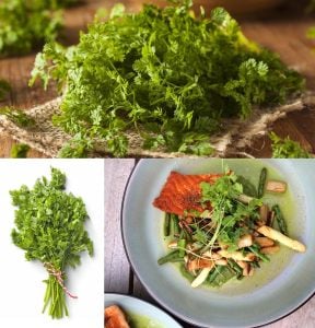 Frenk maydanozu tohumu chervil Anthriscus cerefolium