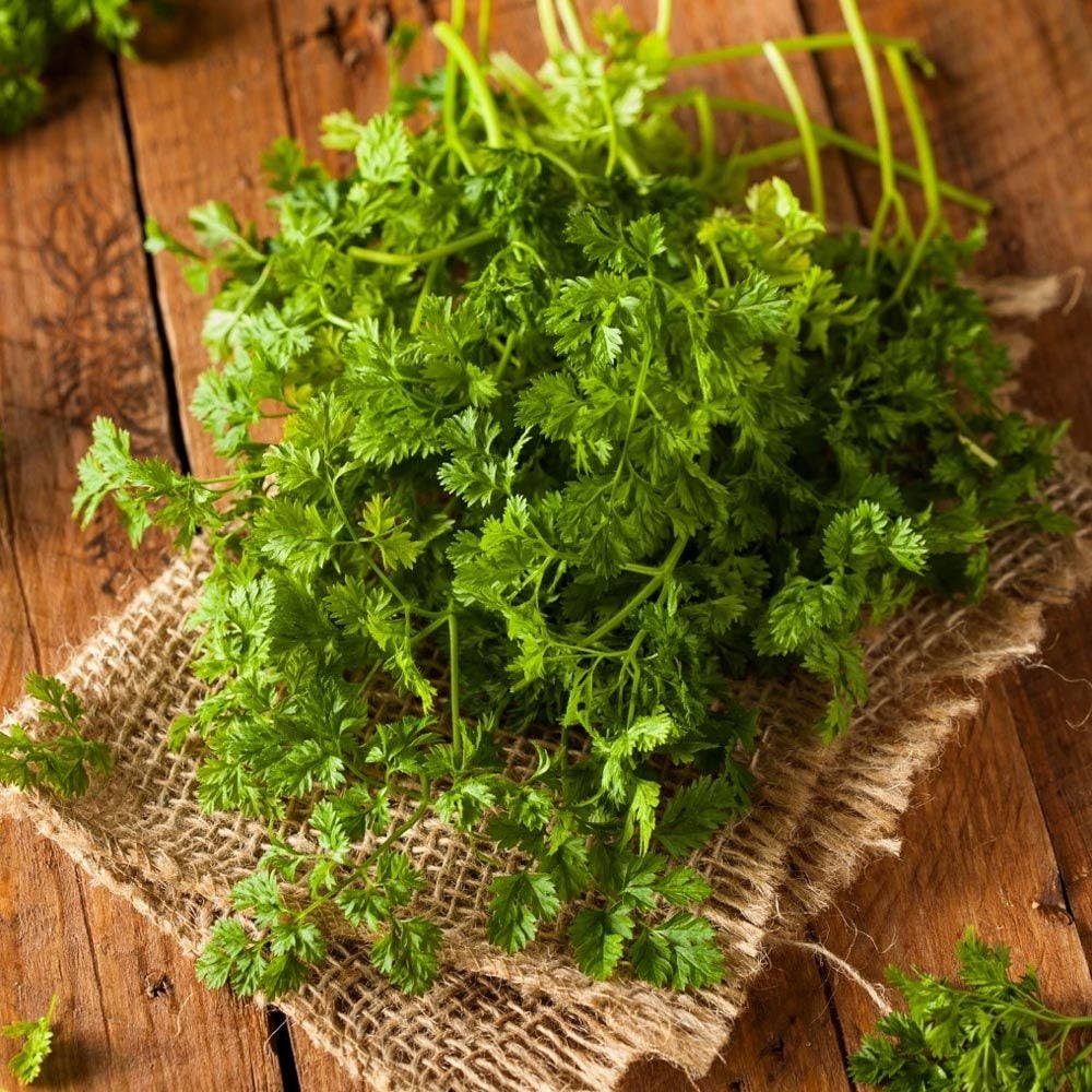 Frenk maydanozu tohumu chervil Anthriscus cerefolium