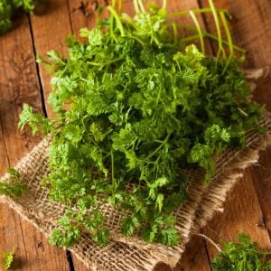 Frenk maydanozu tohumu chervil Anthriscus cerefolium
