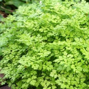 Frenk maydanozu tohumu chervil Anthriscus cerefolium