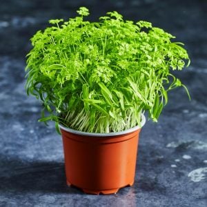 Frenk maydanozu tohumu chervil Anthriscus cerefolium