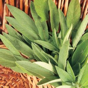 Mutfak adaçayı fidesi ince yapraklı şifalı culinaria salvia officinalis