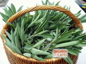 Mutfak adaçayı fidesi ince yapraklı şifalı culinaria salvia officinalis