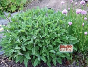 Mutfak adaçayı fidesi ince yapraklı şifalı culinaria salvia officinalis