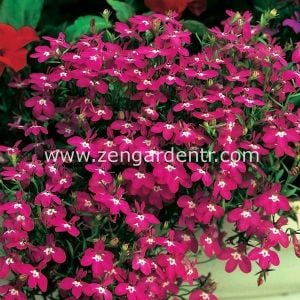 Pembe lobelya tohumu lobelia rosamond